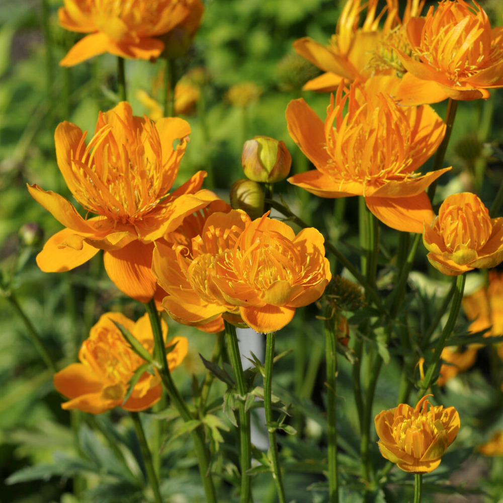 Trolle de chine golden queen - le pot / ø 9cm