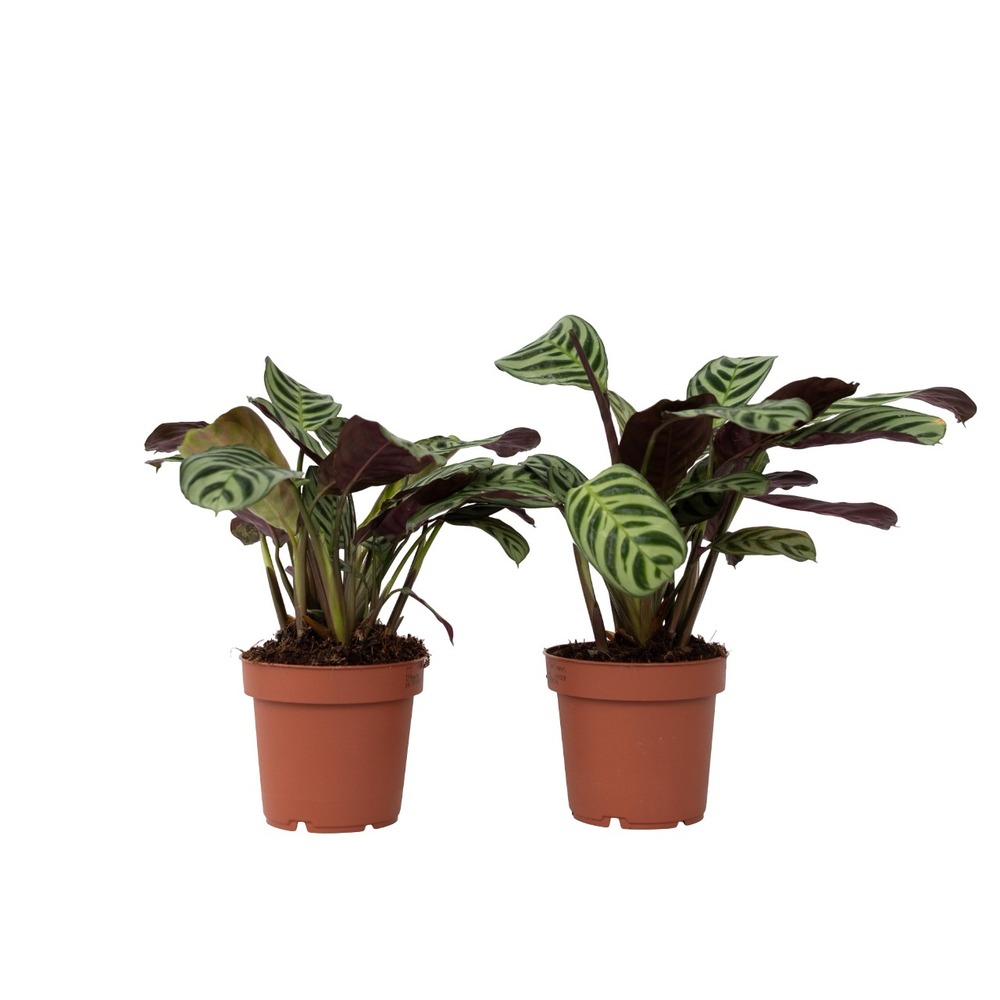 Plante dormeuse - set de 2 - ctenanthe 'amagris' - hauteur 20-30cm - ⌀12cm