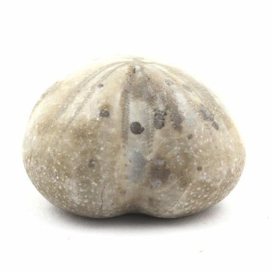 Oursin fossile, toxaster amplus 128.70 carats