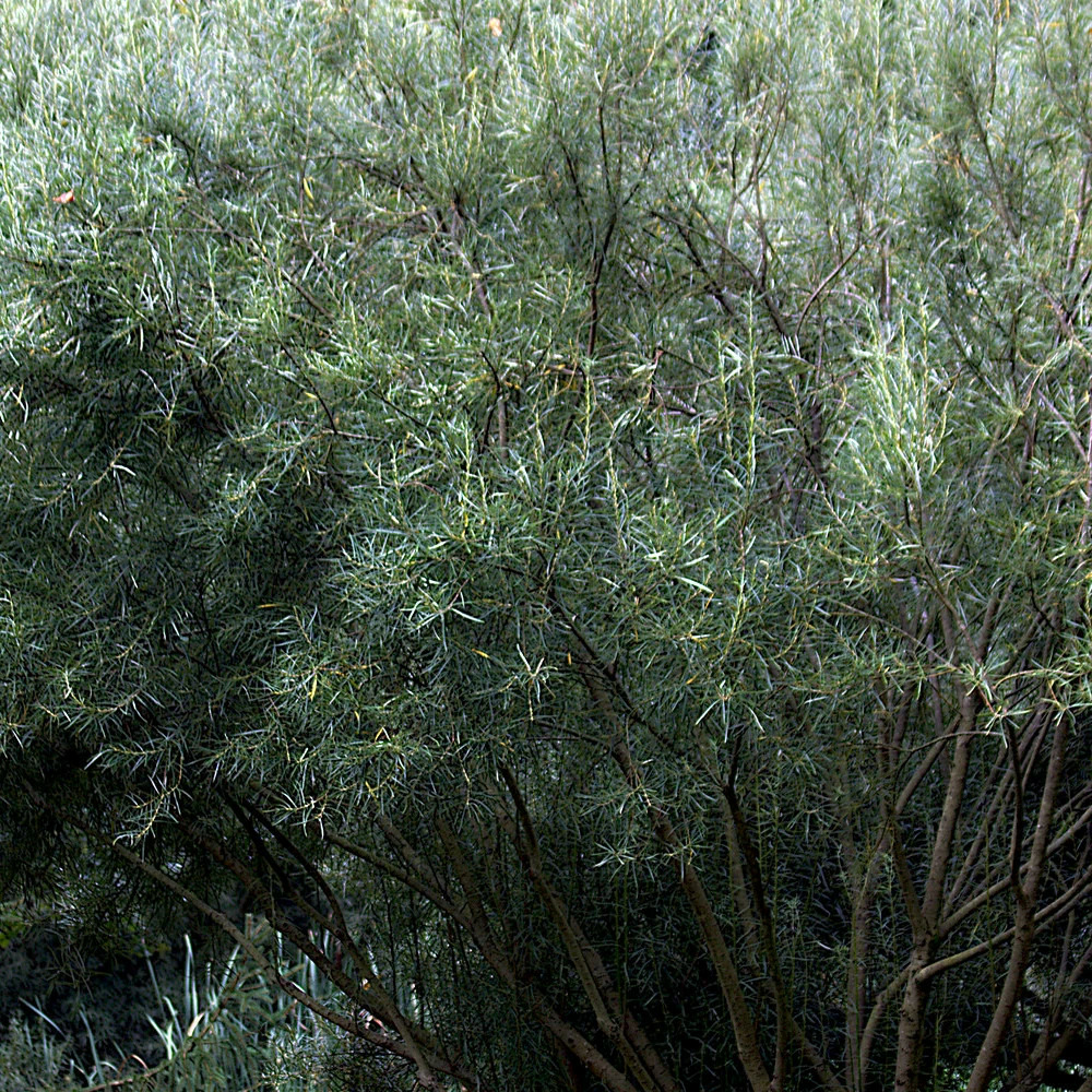 Saule à feuilles d'argousier, salix pot de 5l - touffe