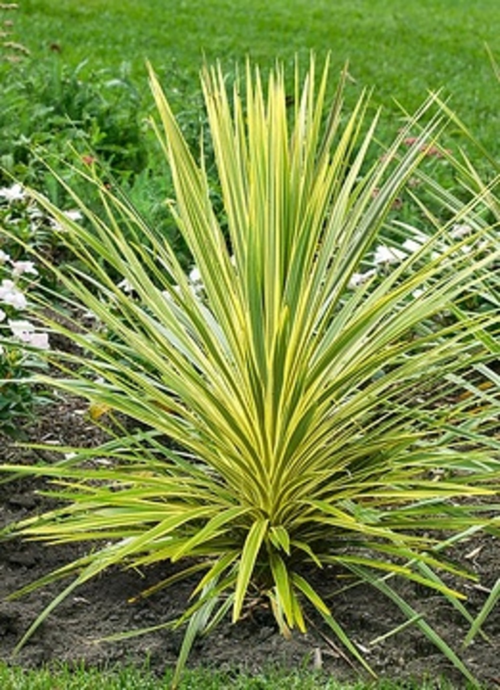 Cordyline australis 'lime passion' - pot 4 l