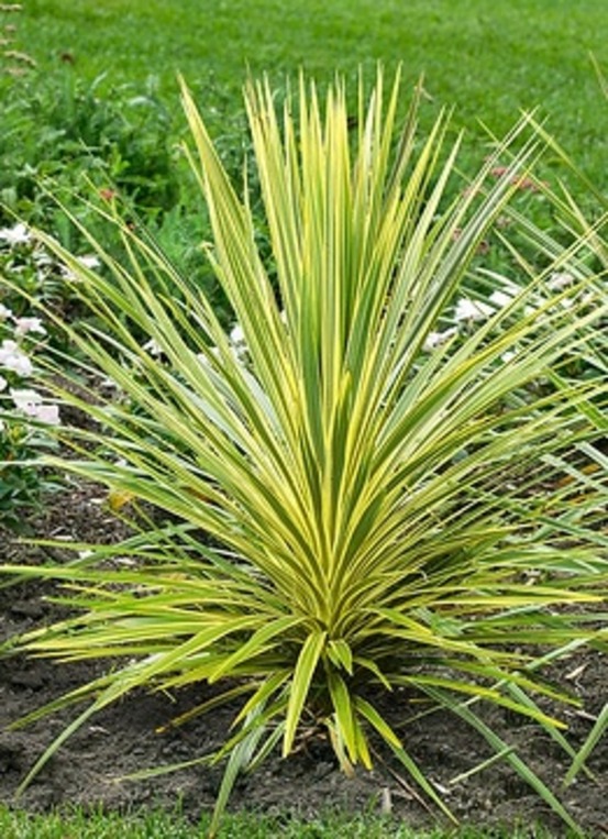 Cordyline australis 'lime passion' - pot 4 l