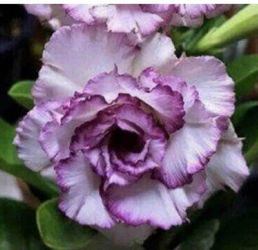 Adenium obesum cv.oeillet couleur floraison:violet - caudex d'environ 300g 20/25cm