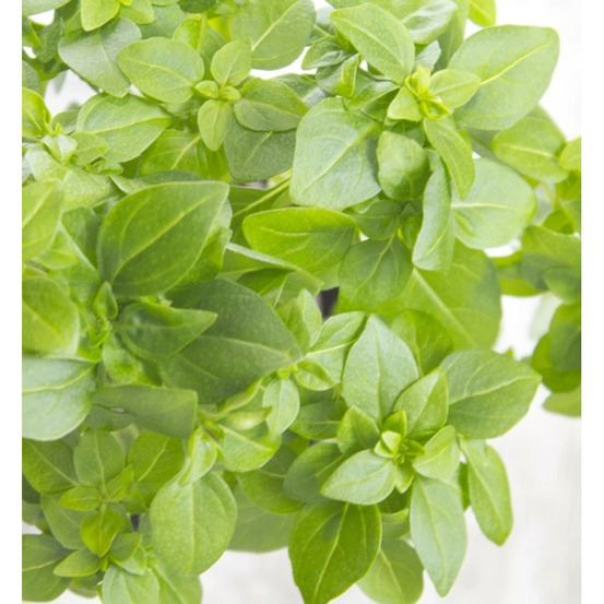 Basilic everleaf genovese - prêt à consommer pot de 1,5l - 10/20 cm
