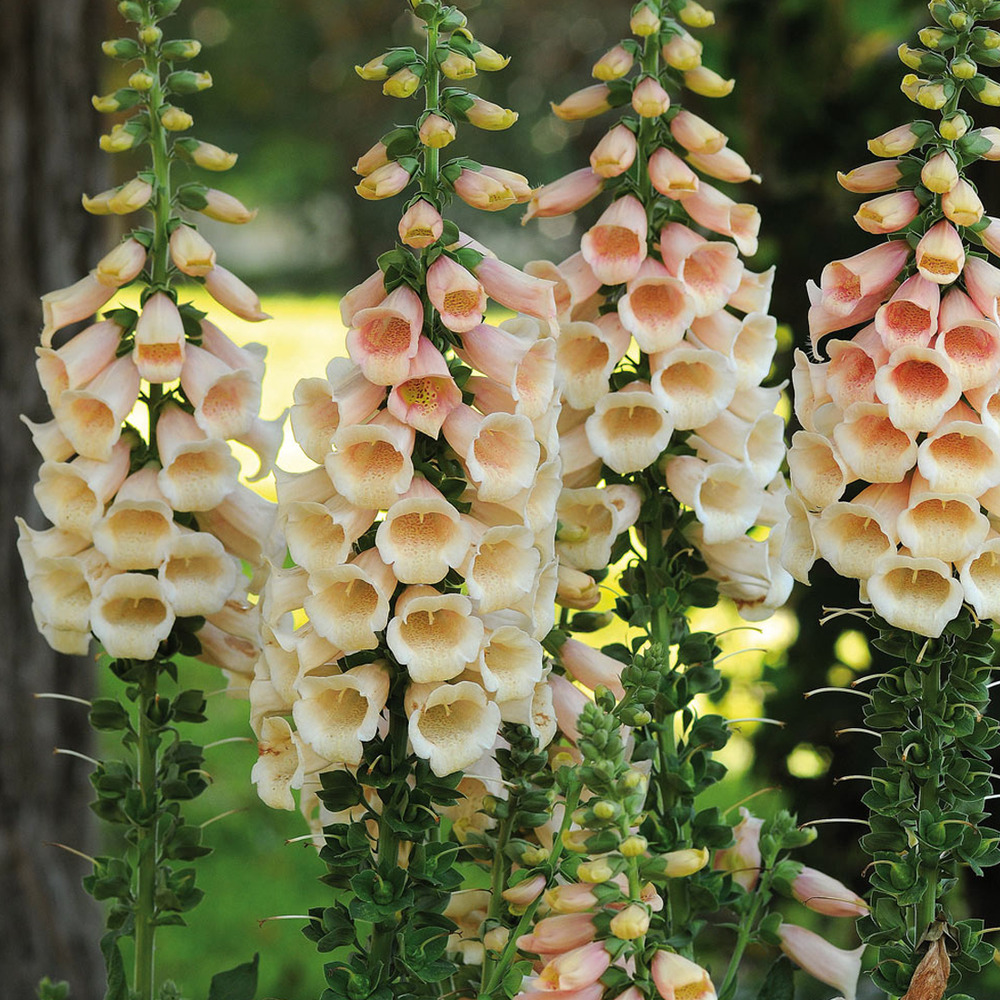 6 x digitale, gant de notre dame - digitalis purpurea 'apricot beauty' - godet 9cm x 9cm