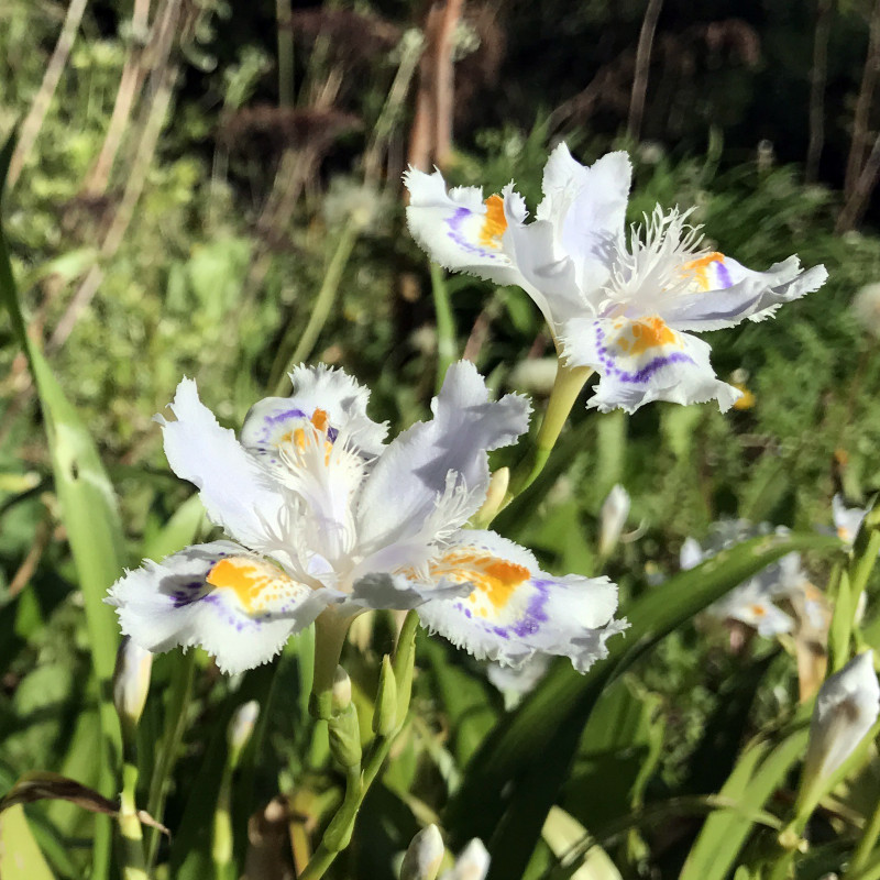 Iris japonica - godet 8 (8cm x 8cm x7cm, 300 ml) hauteur 30 cm