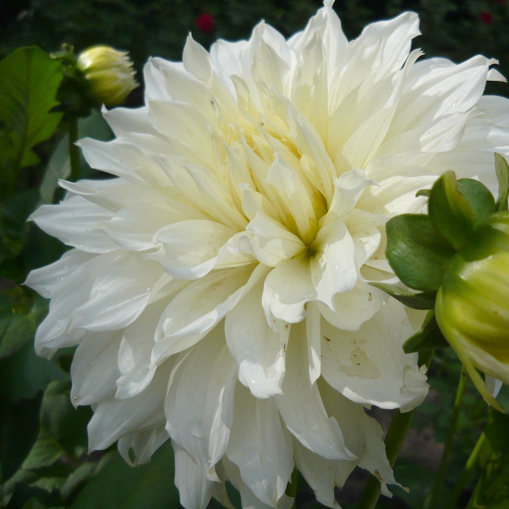 Dahlia décoratif 'white perfection' bulbe calibre i
