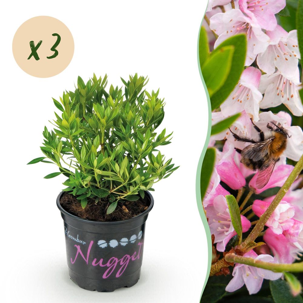 Rhododendron - lot de 3 - pot 10 cm - hauteur 25 cm