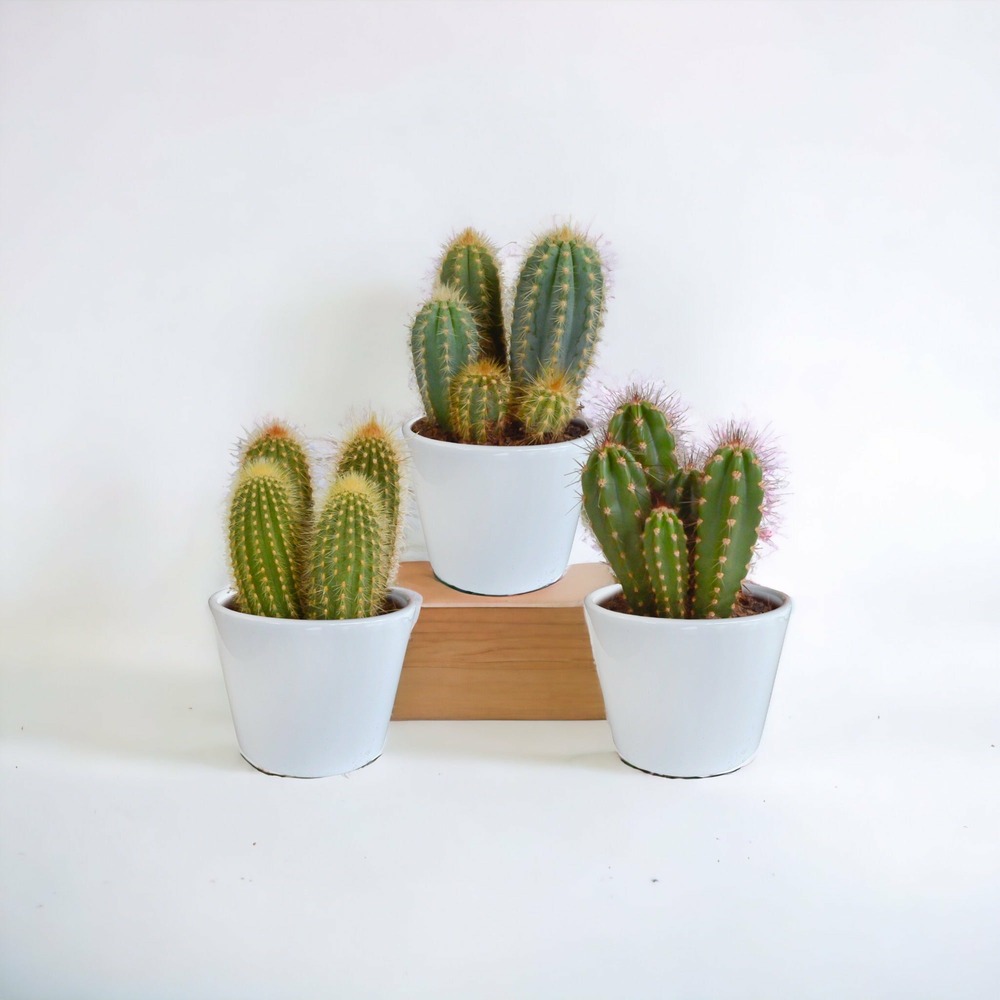 Coffret cactus et ses caches-pots blancs - lot de 3 plantes, h23cm