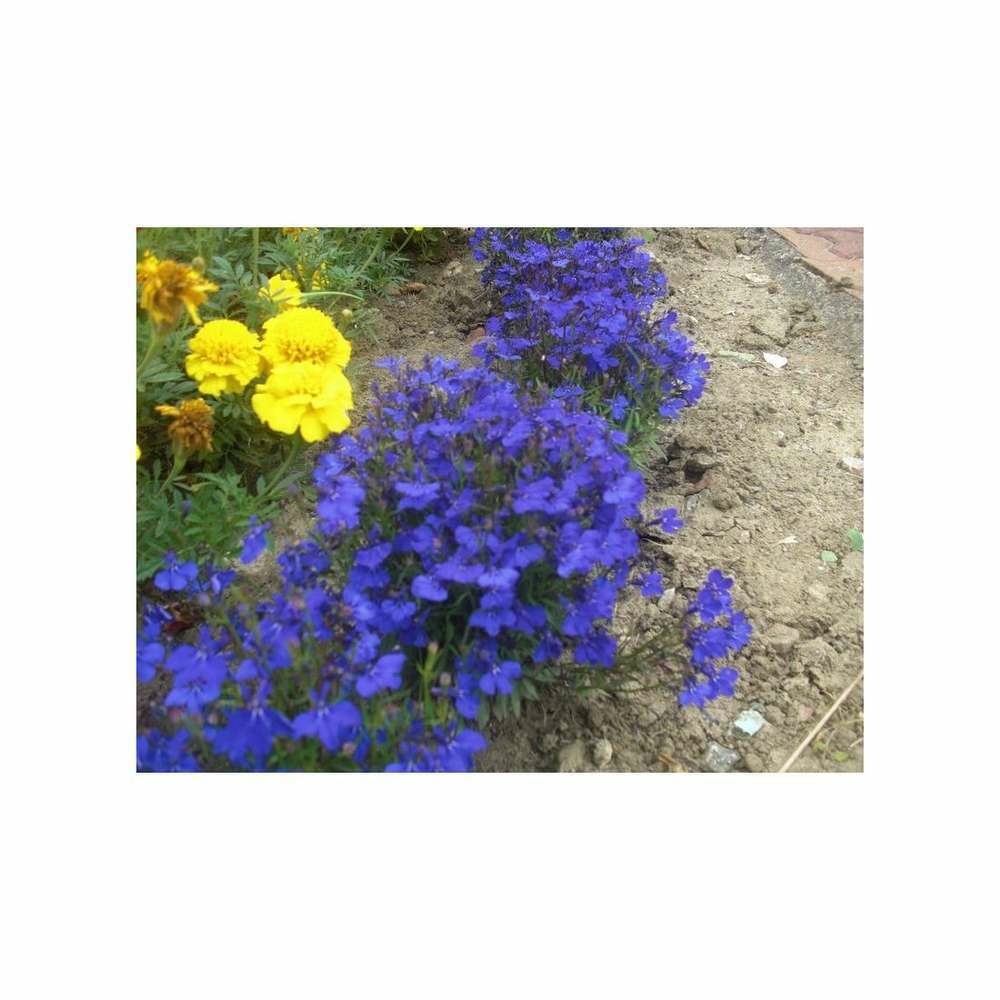 Lobélia crystal palace bleu