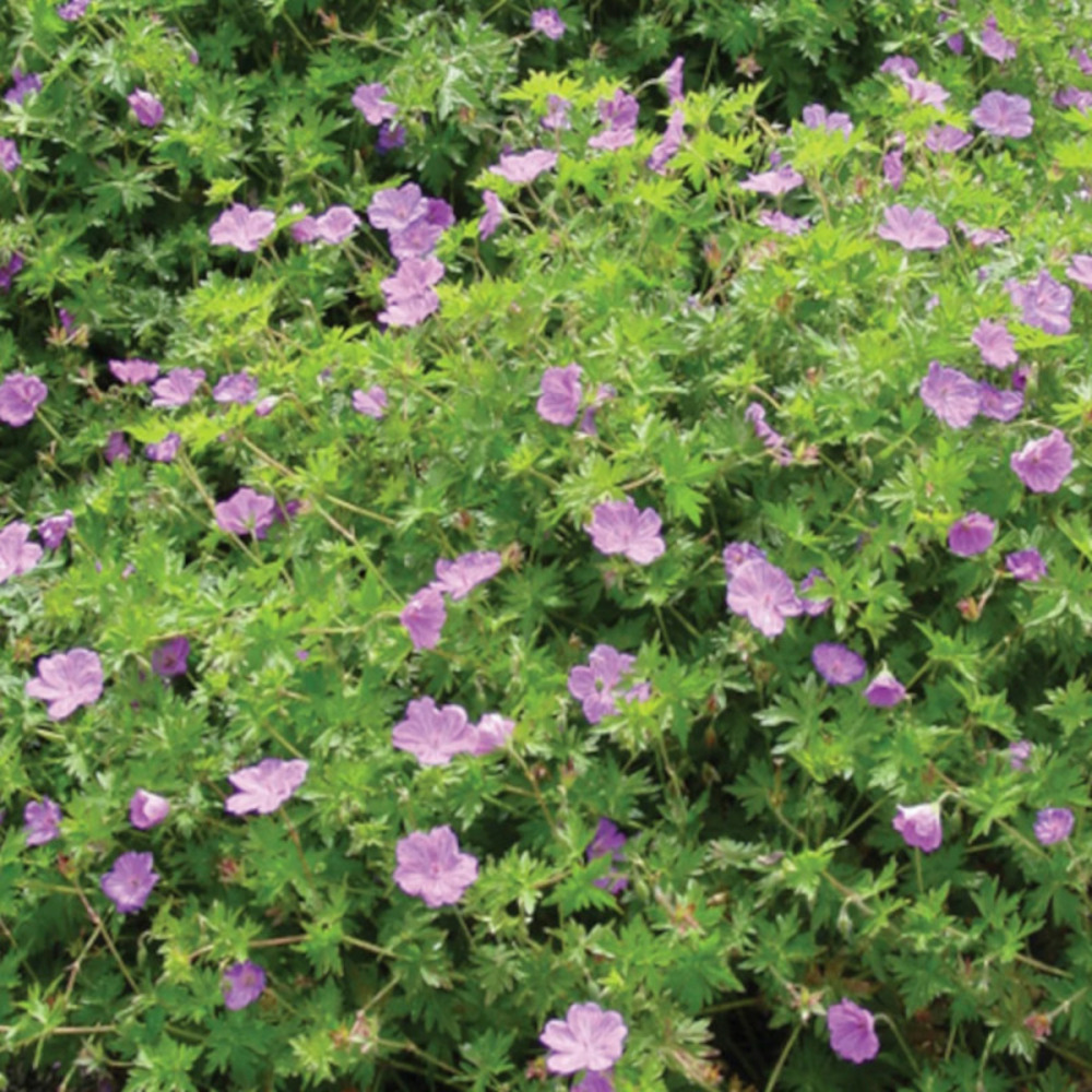 Géranium vivace blushing turtle® lot de 5 godets