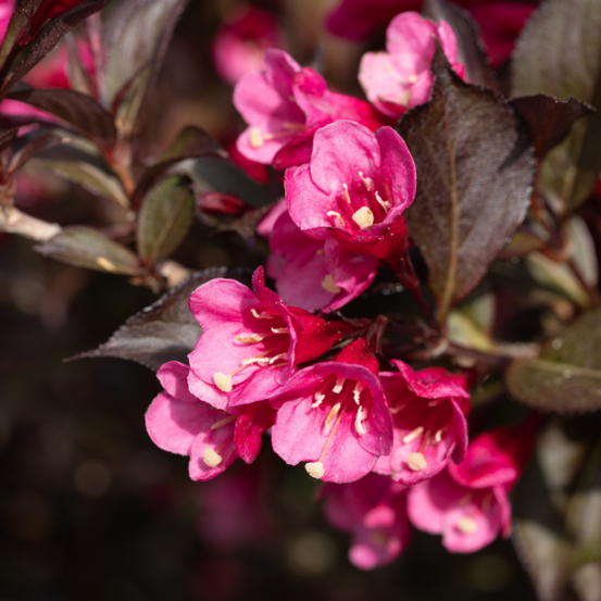 Weigela florida alexandra - weigela florida alexandra 50/60 cm pot 3l