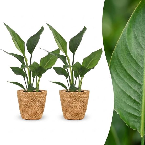 Strelitzia reginea - oiseau de paradis - pot de 12cm - plantes d'intérieur