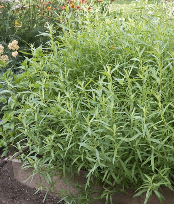 Estragon - lot de 2 godets