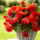 5 bégonias parfumées red glory - 6 - willemse, le sachet de 5 bulbes / circonférence 5-6cm