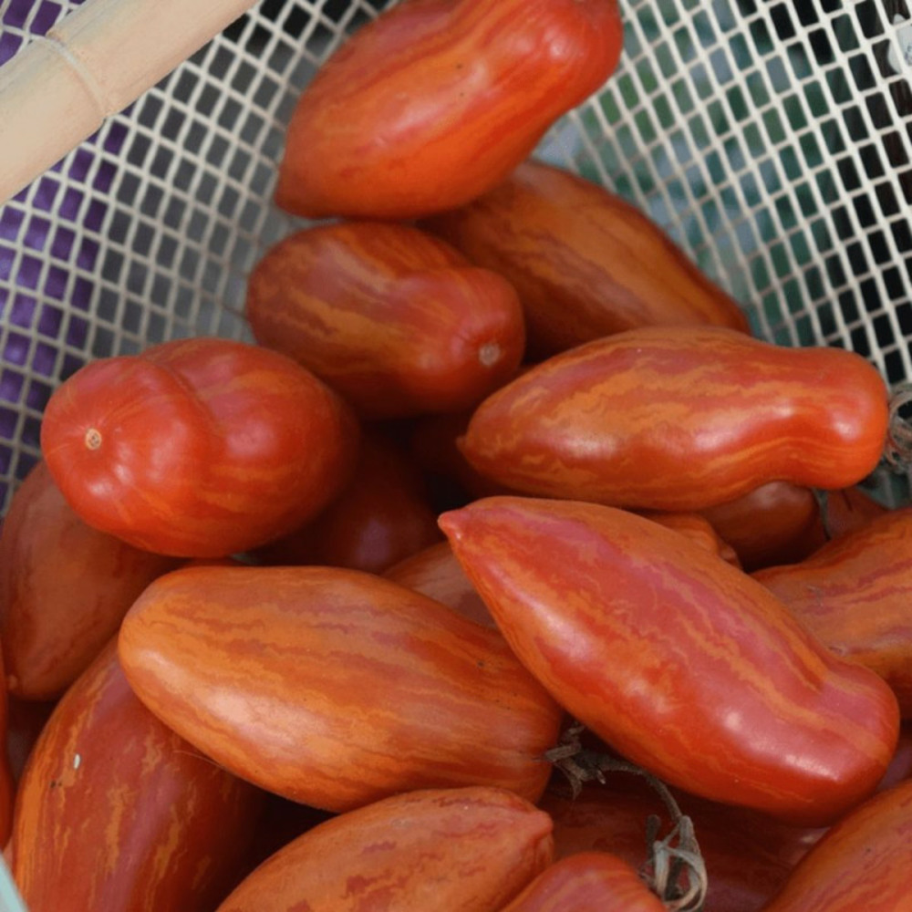 Plant de tomate anca type andine cornus pot de 1l - greffée