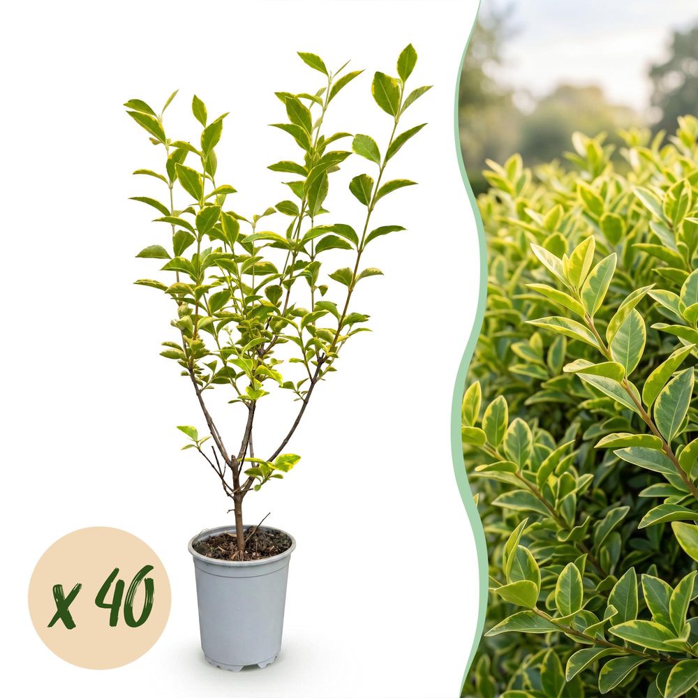 Kit haie troène doré aureum - 40 plants - h 35-45 cm, pot ø9 cm