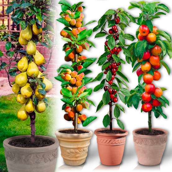 12 arbres fruitiers colonnaires - 80/100 cm - (3 cerisiers, 3 pommiers, 3 poiriers, 3 abricotiers)