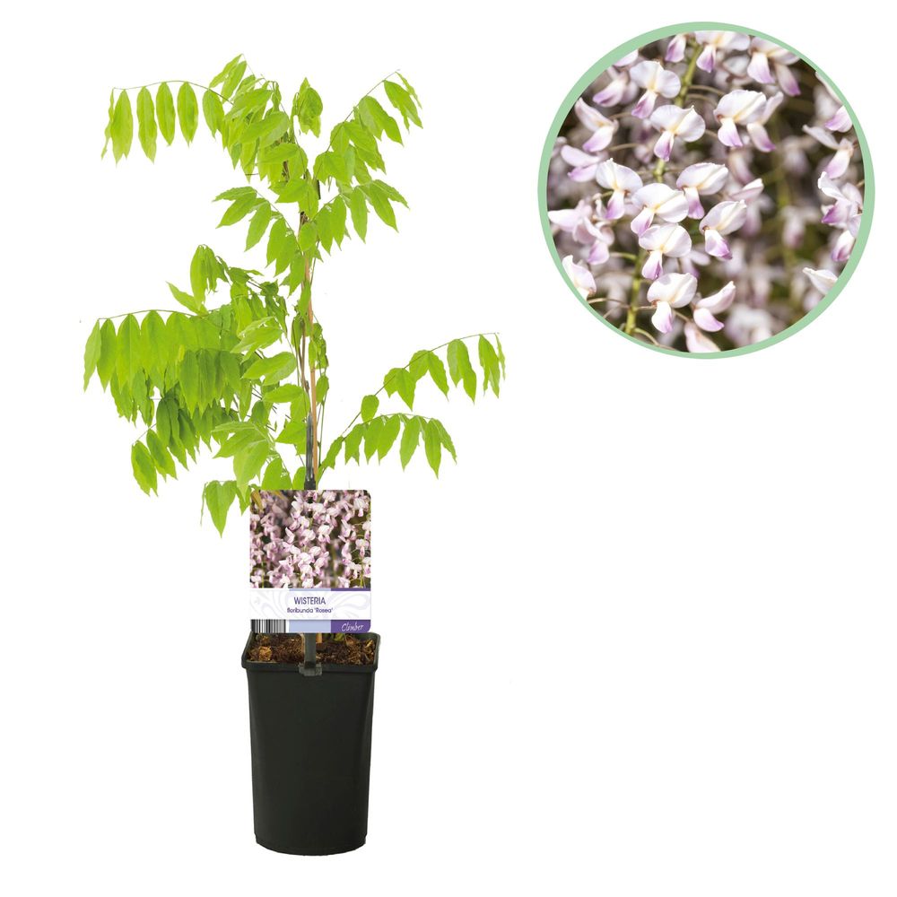 Glycine 'rosea' - pot 11 cm - hauteur 40 cm - plante d'extérieur