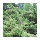 Genévrier commun communis/juniperus communis[-]godet - 5/20 cm