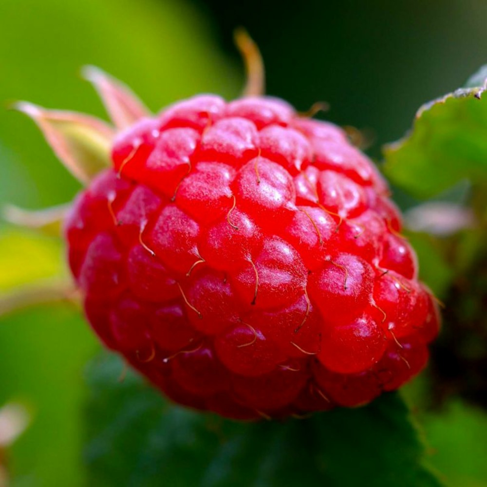 Framboisier (Rubus Idaeus)