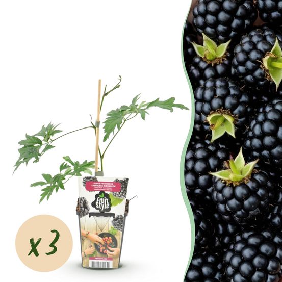 Mûre - lot de 3 - pot 9 cm - hauteur 35 cm - plante d'extérieur
