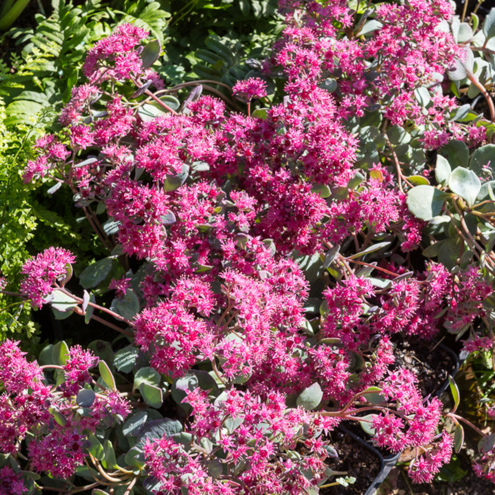 Sedum de siebold - le pot / ø 9cm