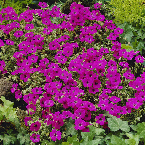 Géranium vivace giuseppii - le pot / ø 9cm