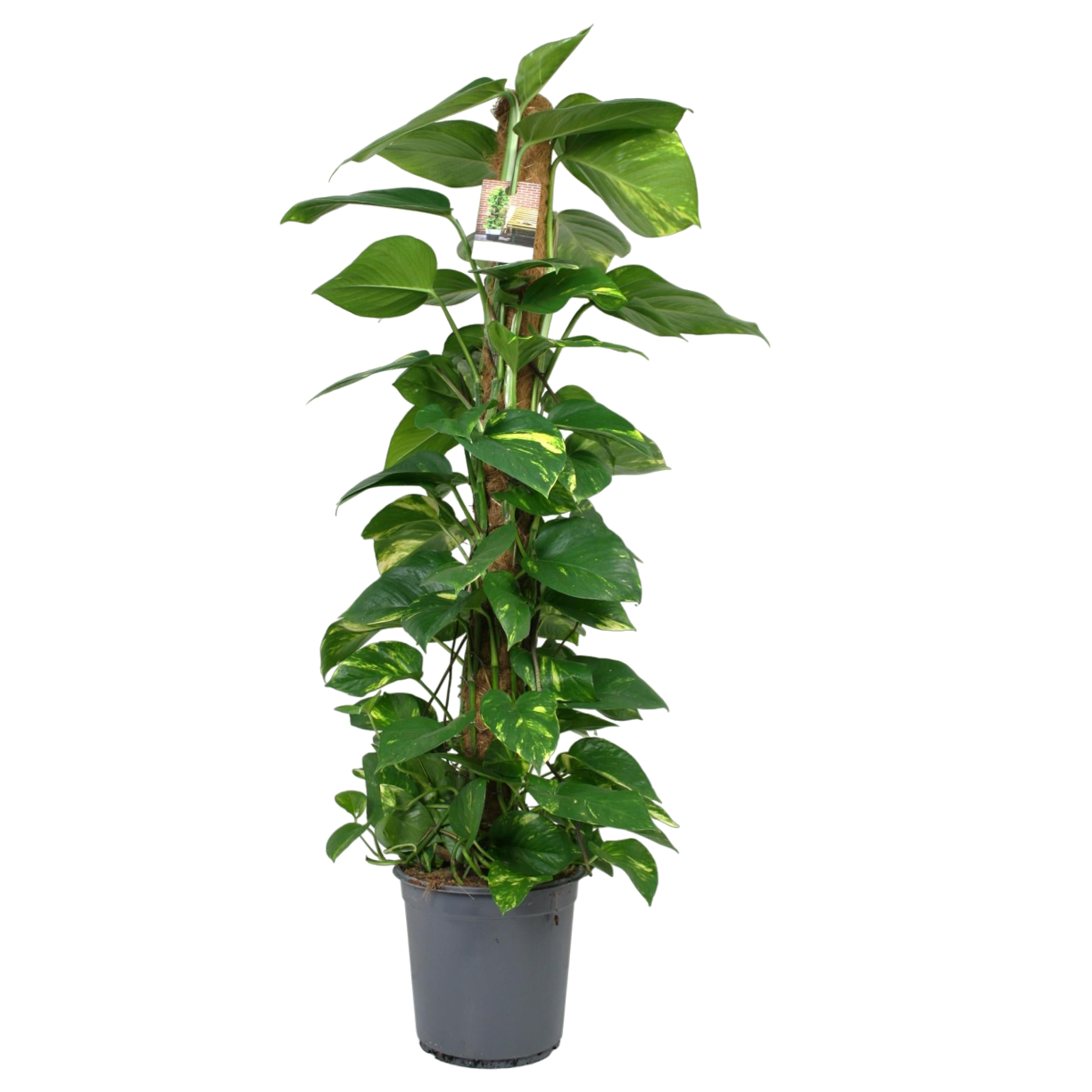 Plante d'intérieur - scindapsus epipremnum 120.0cm