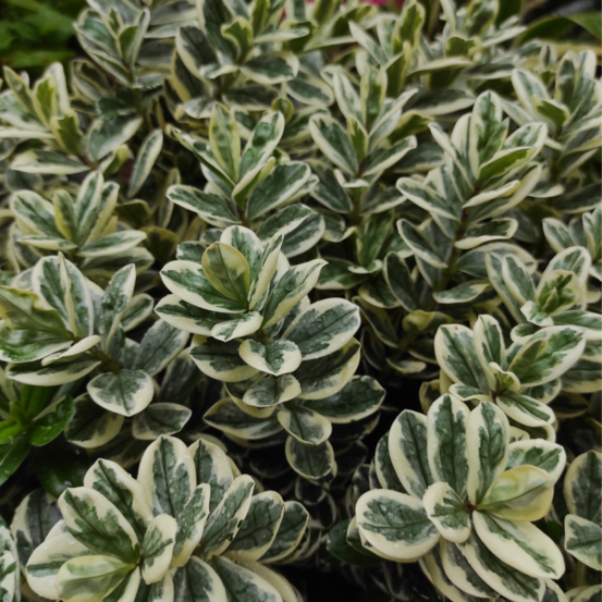 Fusain du japon white spire - euonymus japonicus white spire 40/50 cm pot 17cm