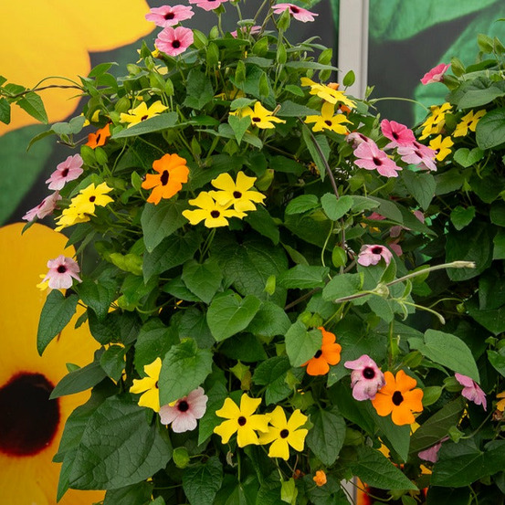 3 suzannes aux yeux noirs en mélange - les 3 pots / ø 10.5cm