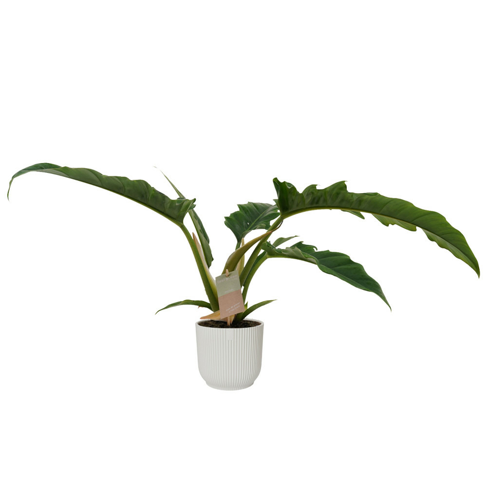 Philodendron stenolobum "Narrow Escape" - ami des arbres vert foncé d'environ 40 cm de haut - jardinière blanche
