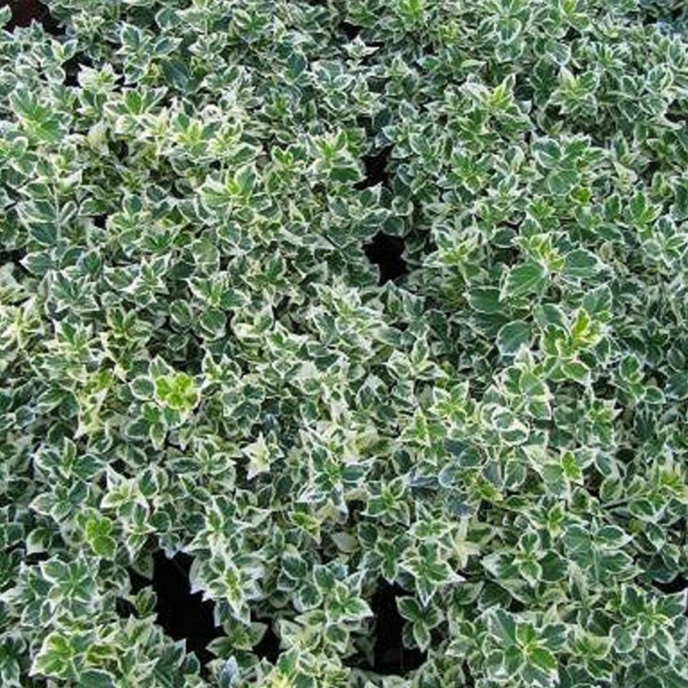 Fusain persistant emerald gaiety, euonymus pot de 7,5l - 40/60 cm