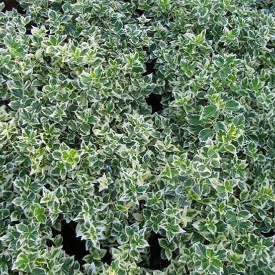 Fusain persistant emerald gaiety, euonymus pot de 7,5l - 40/60 cm