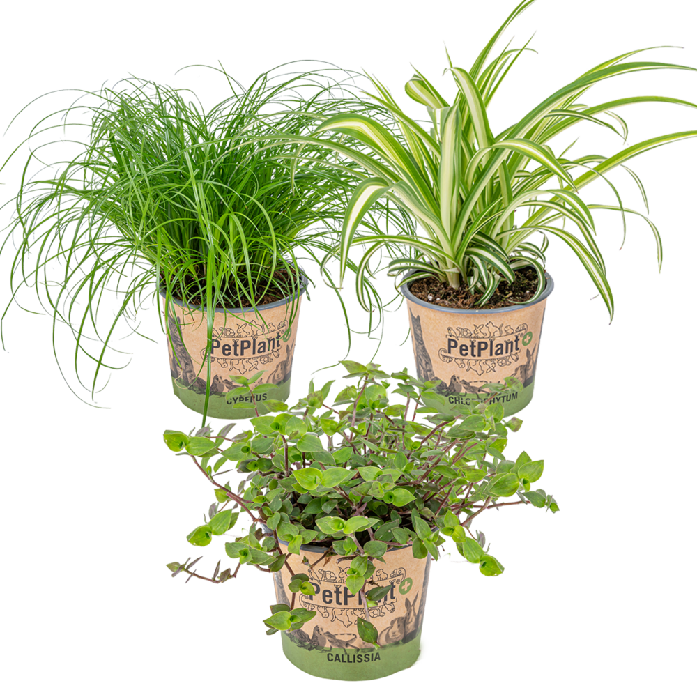 Lot de 3 - mélange plantes d’intérieur sans danger pour les animaux - ⌀12 cm - 15-25 cm