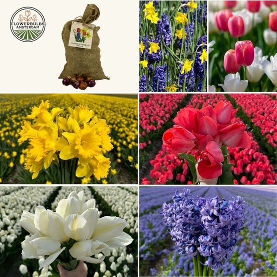 Tulipes, narcisses, jacinthes - mix super hollandais - 100 bulbes