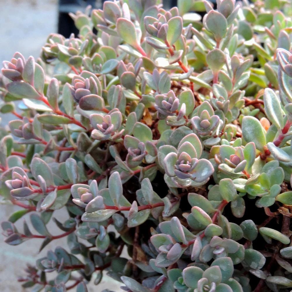 Orpin rosenteppich, sedum lot de 9 godets