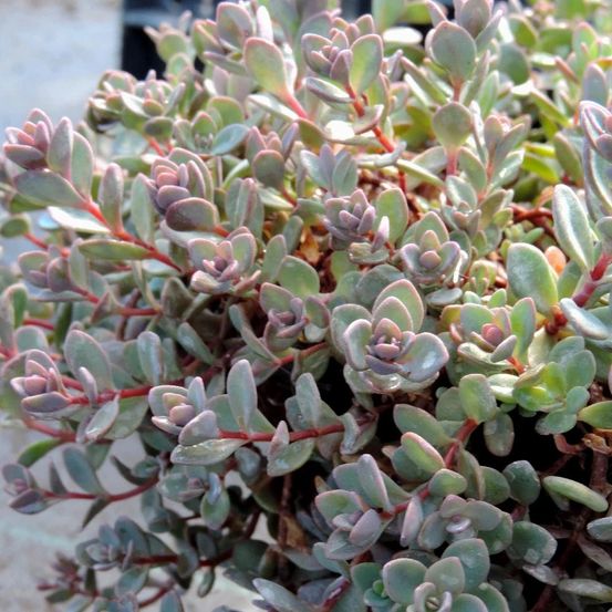 Orpin rosenteppich, sedum lot de 9 godets