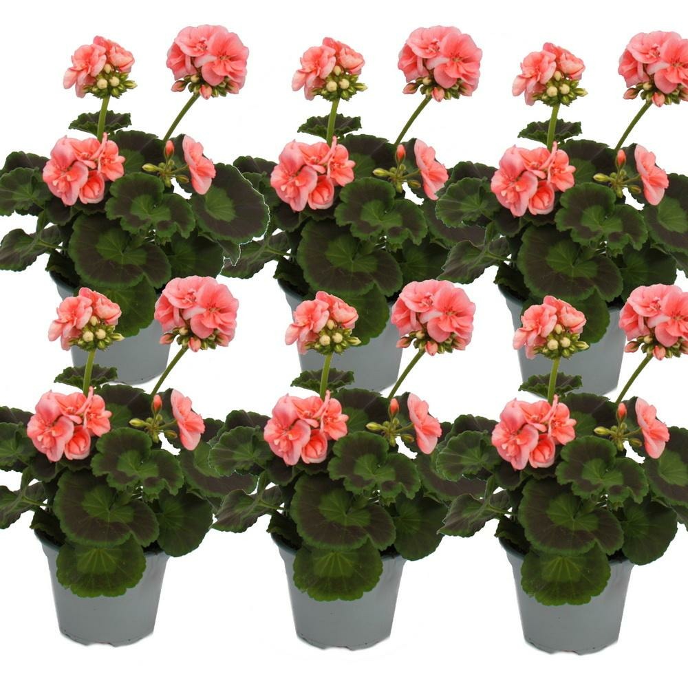 Géraniums debout - pelargonium zonale - pot 12cm - set de 6 plantes - rose