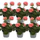 Géraniums debout - pelargonium zonale - pot 12cm - set de 6 plantes - rose