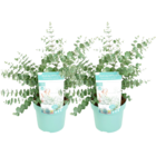 Eucalyptus pulverulenta baby blue - set de 2 - arbuste plante naturelle - pot 19cm - hauteur 40-50cm
