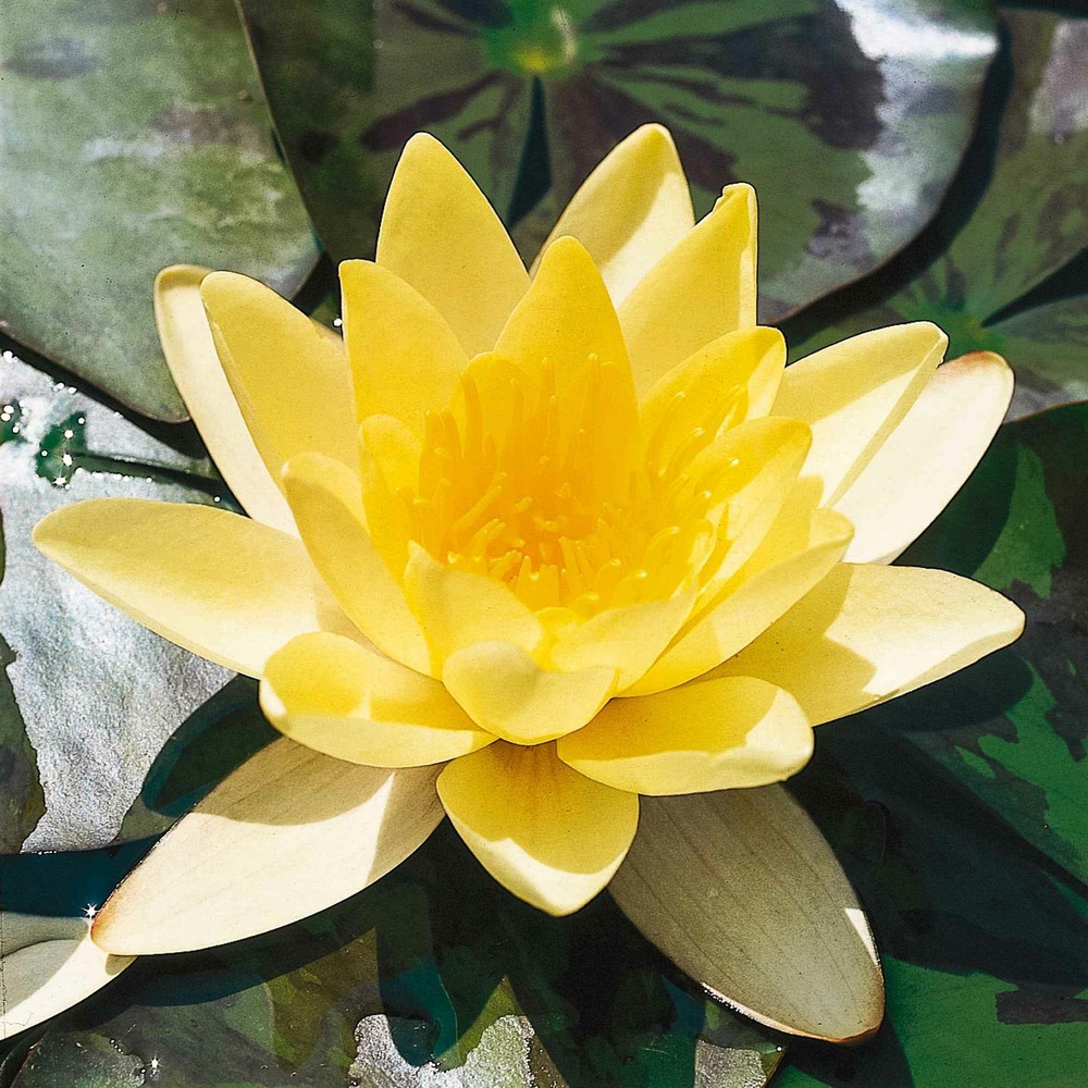 Nénuphar marliacea chromatella - le pot / ø 9cm