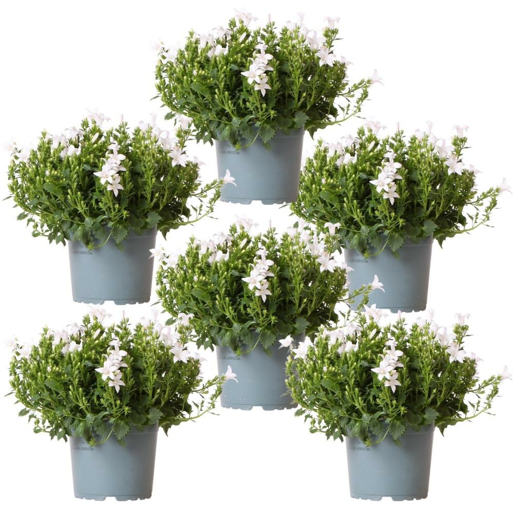 Campanula addenda - campanule blanche - pot de 12cm - 6 plantes suffisantes pour 1qm - couvre-sol - ambella - rustique