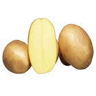 25 pommes de terre osiris bio - 40 - willemse, les 25 plants / ø 28-40mm