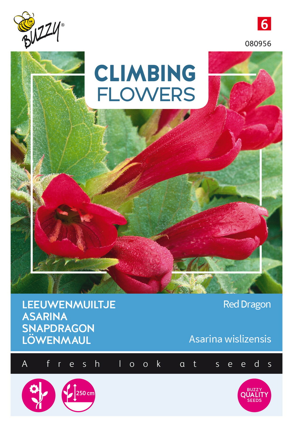 Buzzy climbing flowers, asarina red dragon - ca. 10 graines (livraison gratuite)