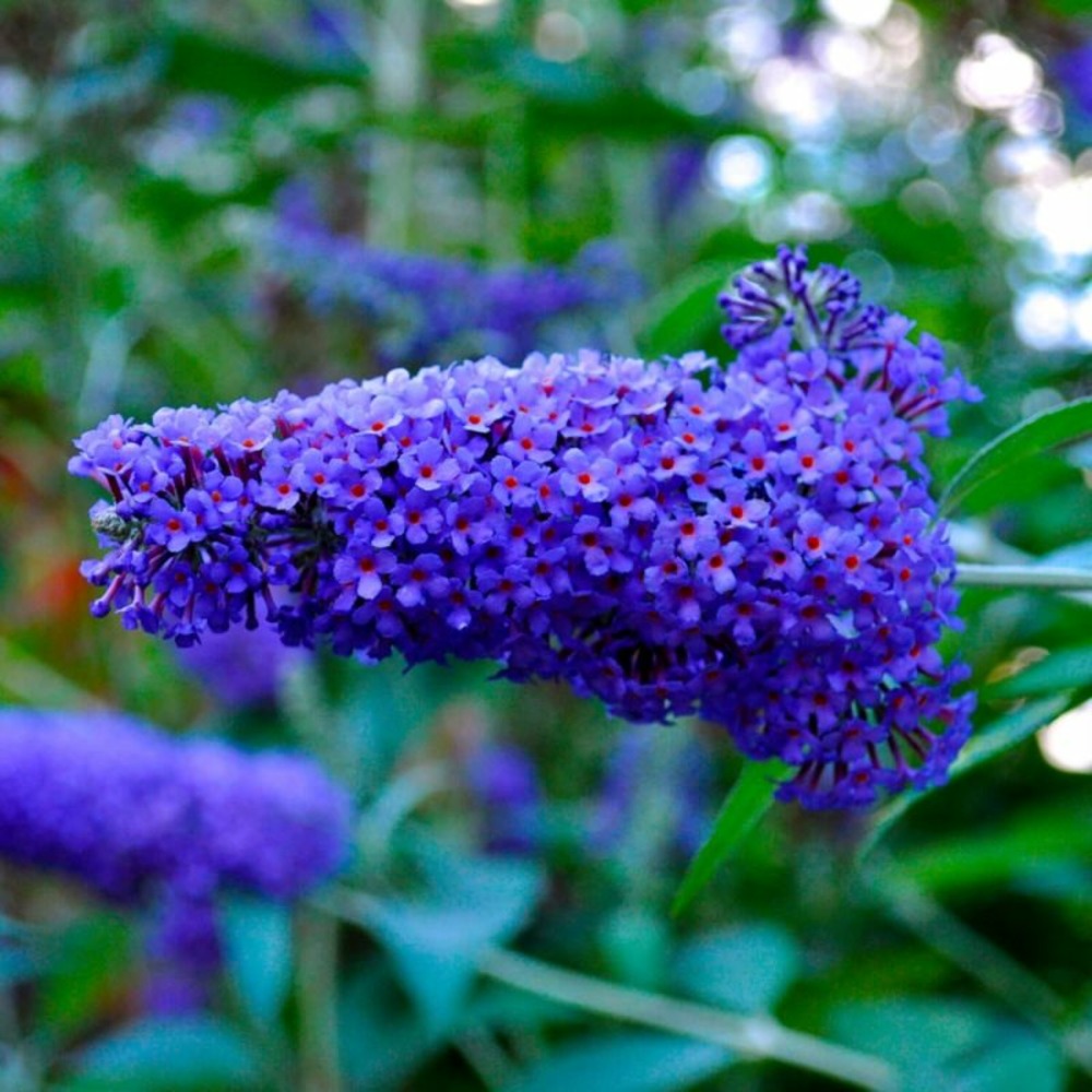 Arbre aux papillons 'nanho blue' (buddleja davidii 'nanho blue')