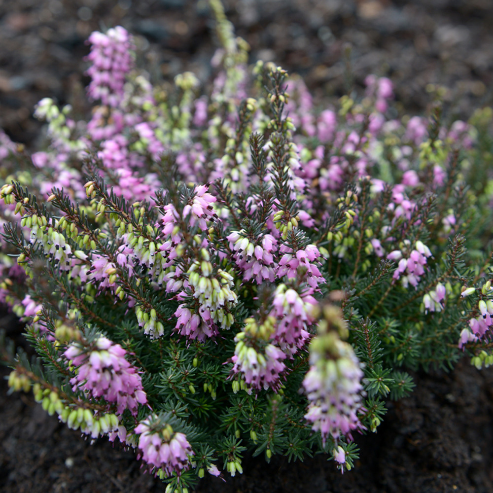 Erica darleyensis lea - bruyère d'hiver godet de 8/9 cm