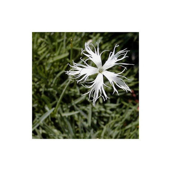 Oeillet des sables godet - 5/20 cm