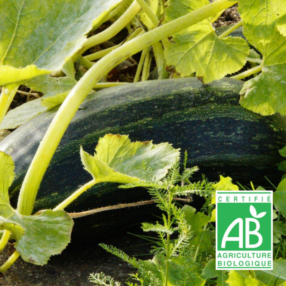 Graines de courgette noire maraîchère - sans traitement - vilmorin sachet