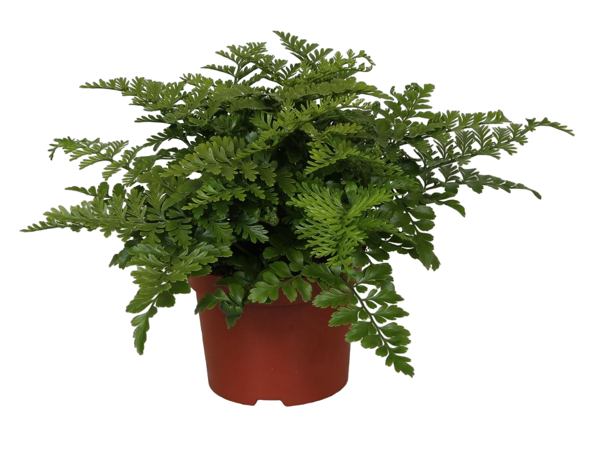 Plante d'intérieur - asplenium 'parvati' 25.0cm
